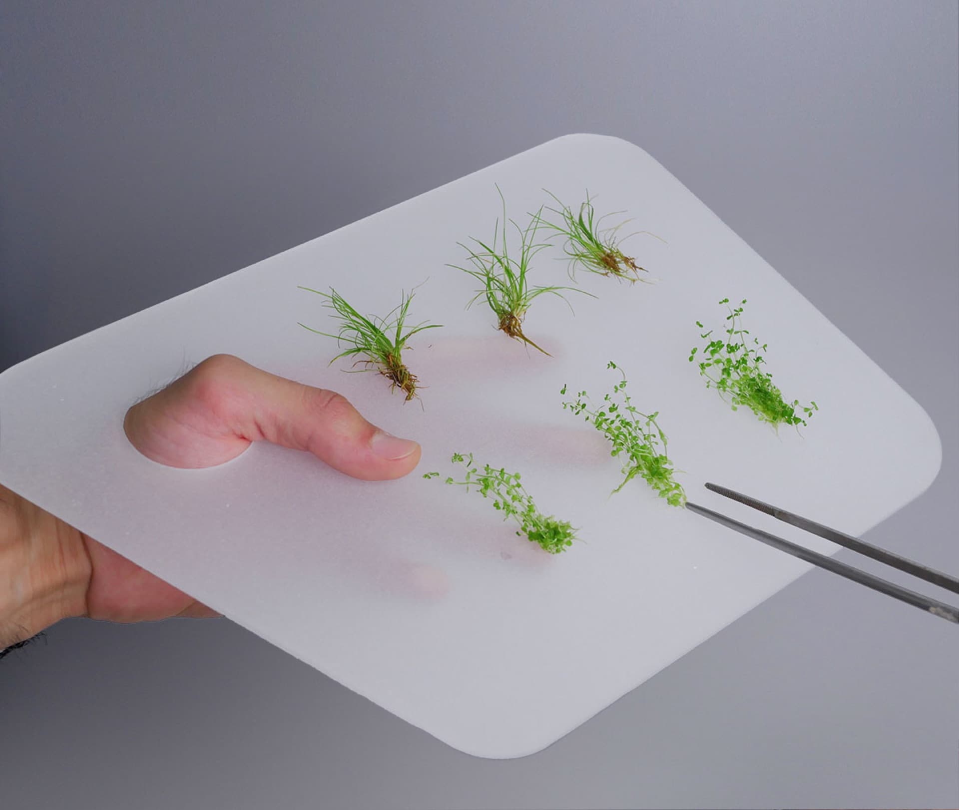 Mão segura a paleta IRO com tufos de plantas verdes e pinça de inox