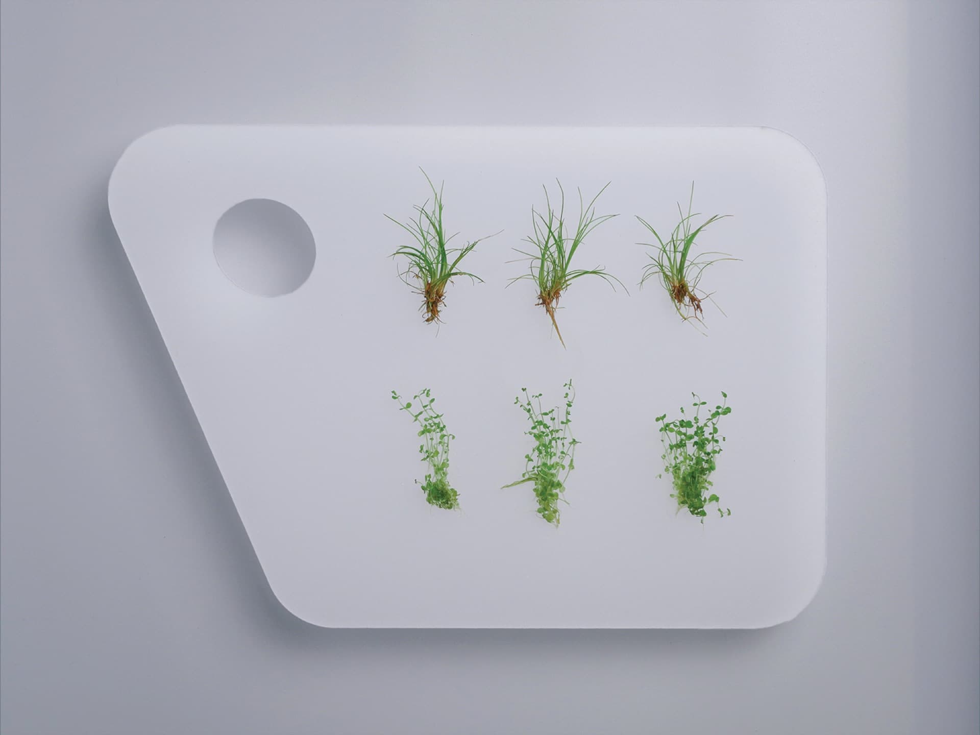 Paleta IRO vista de cima com duas filas de plantas verdes frescas