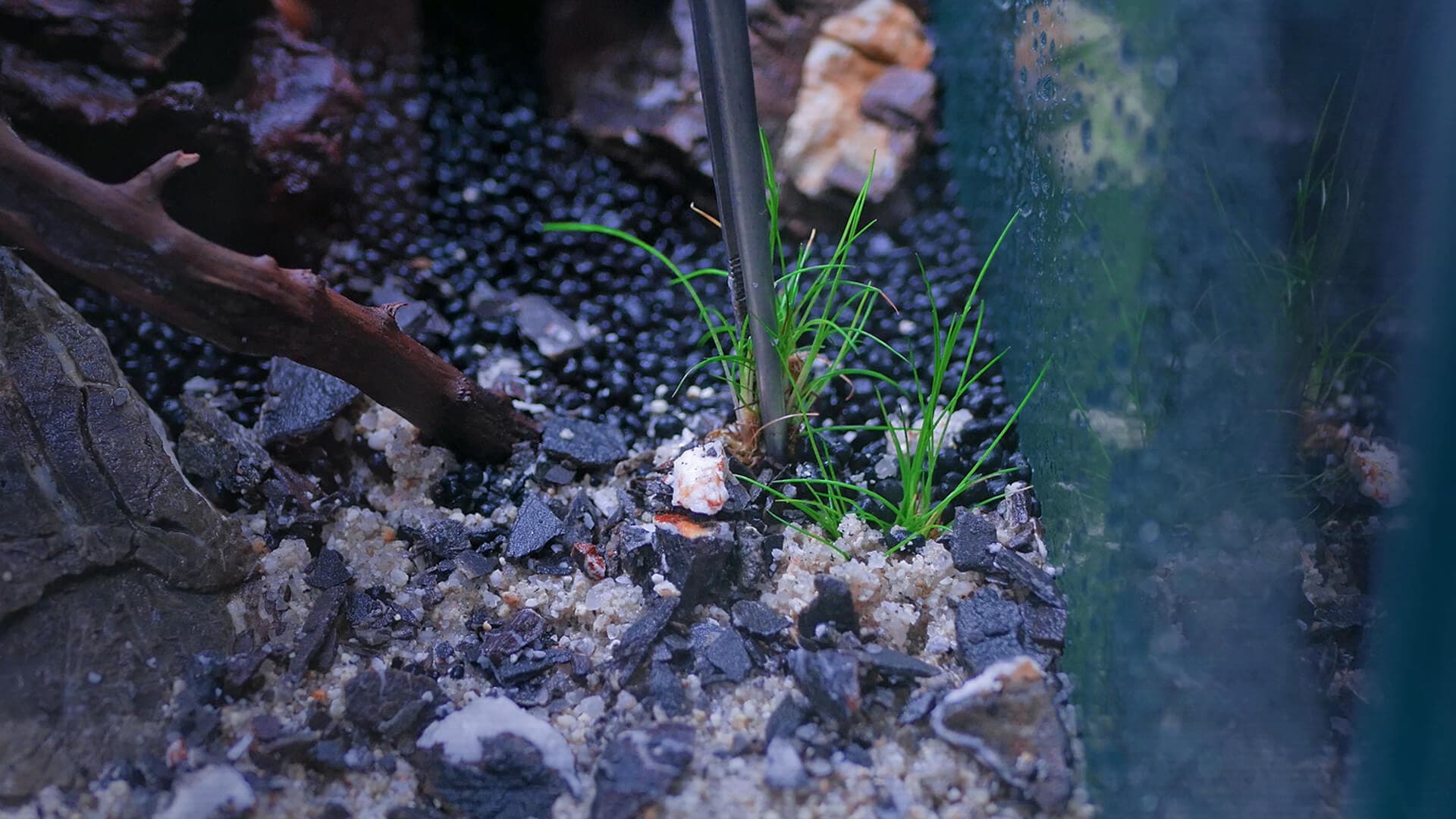 Pantar em aquascape