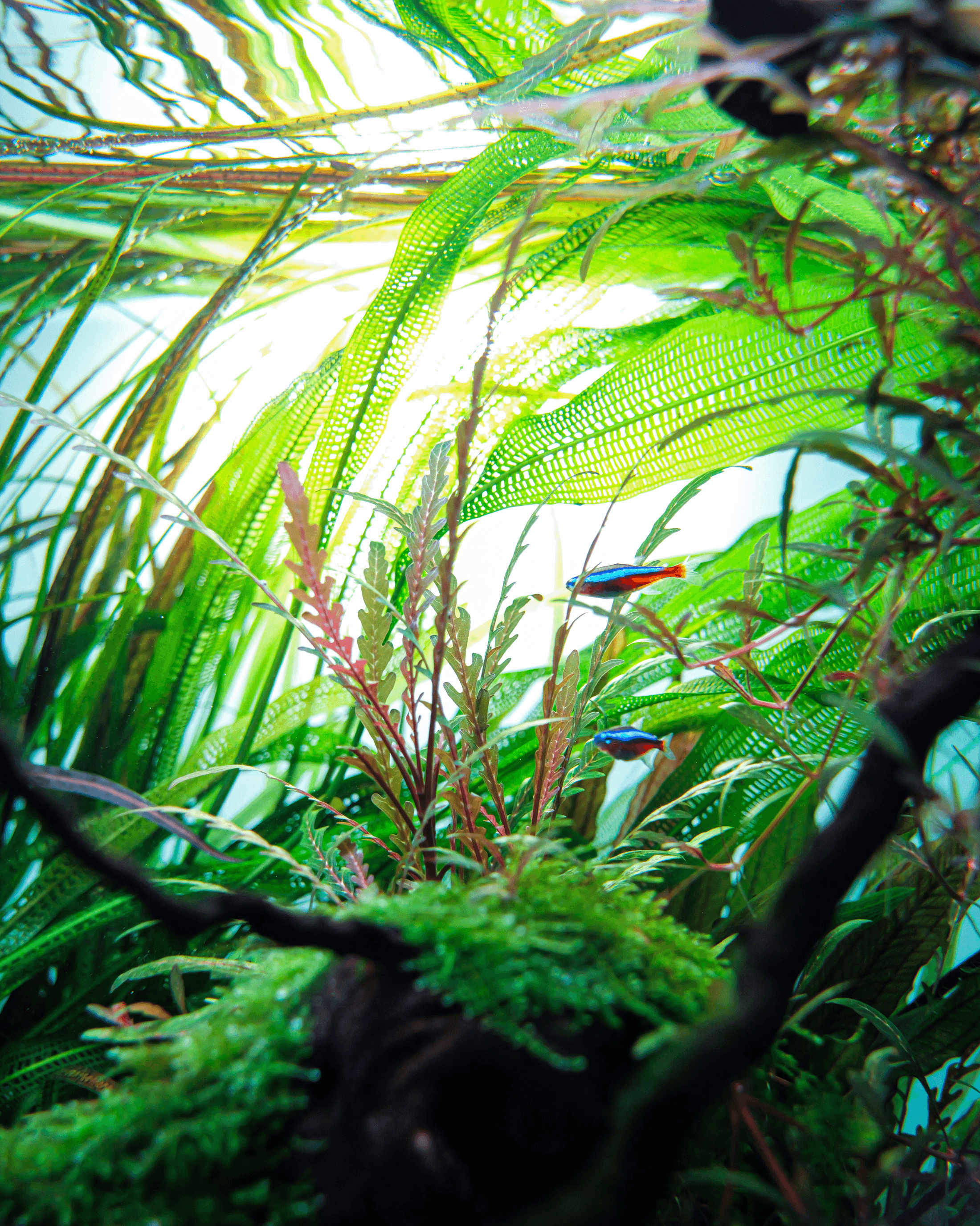Aquascape recém-plantado com troncos ramificados sob dois focos pendentes