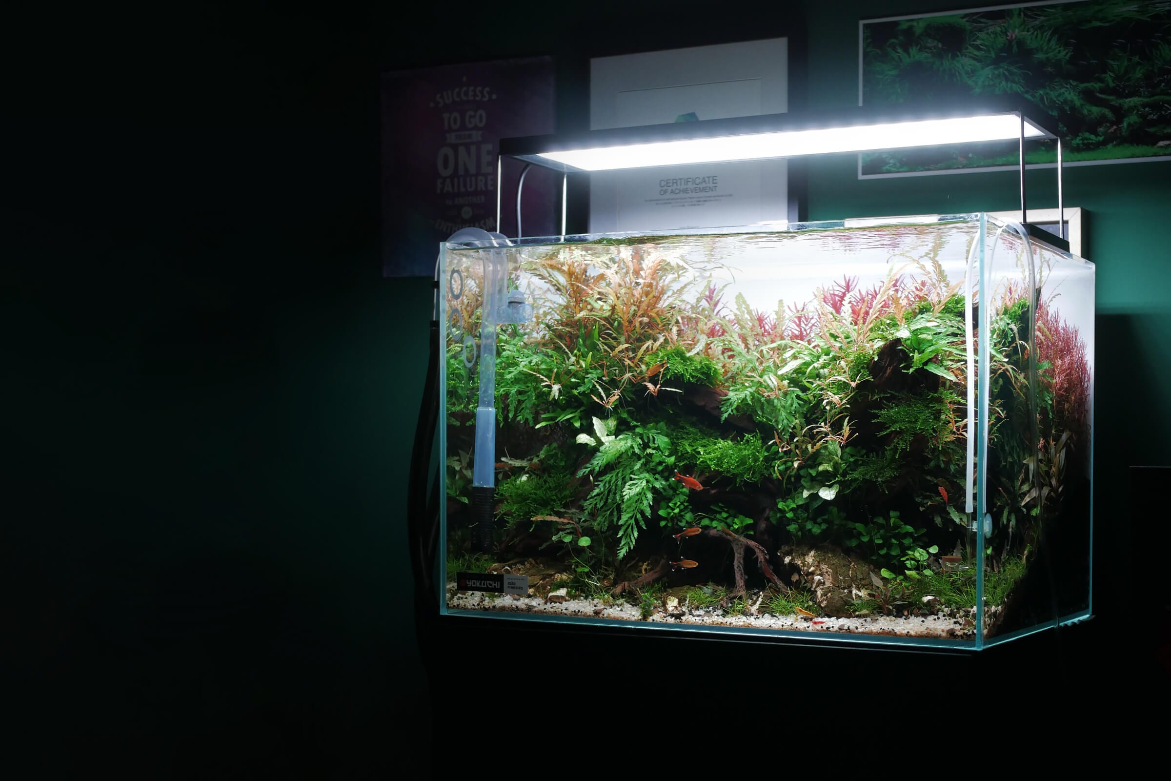 Curso de Aquascaping Portugal