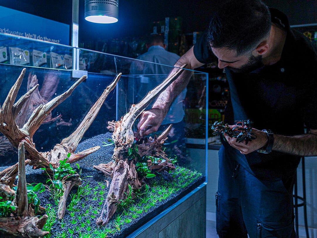 Aquário plantado com camadas densas de plantas verdes